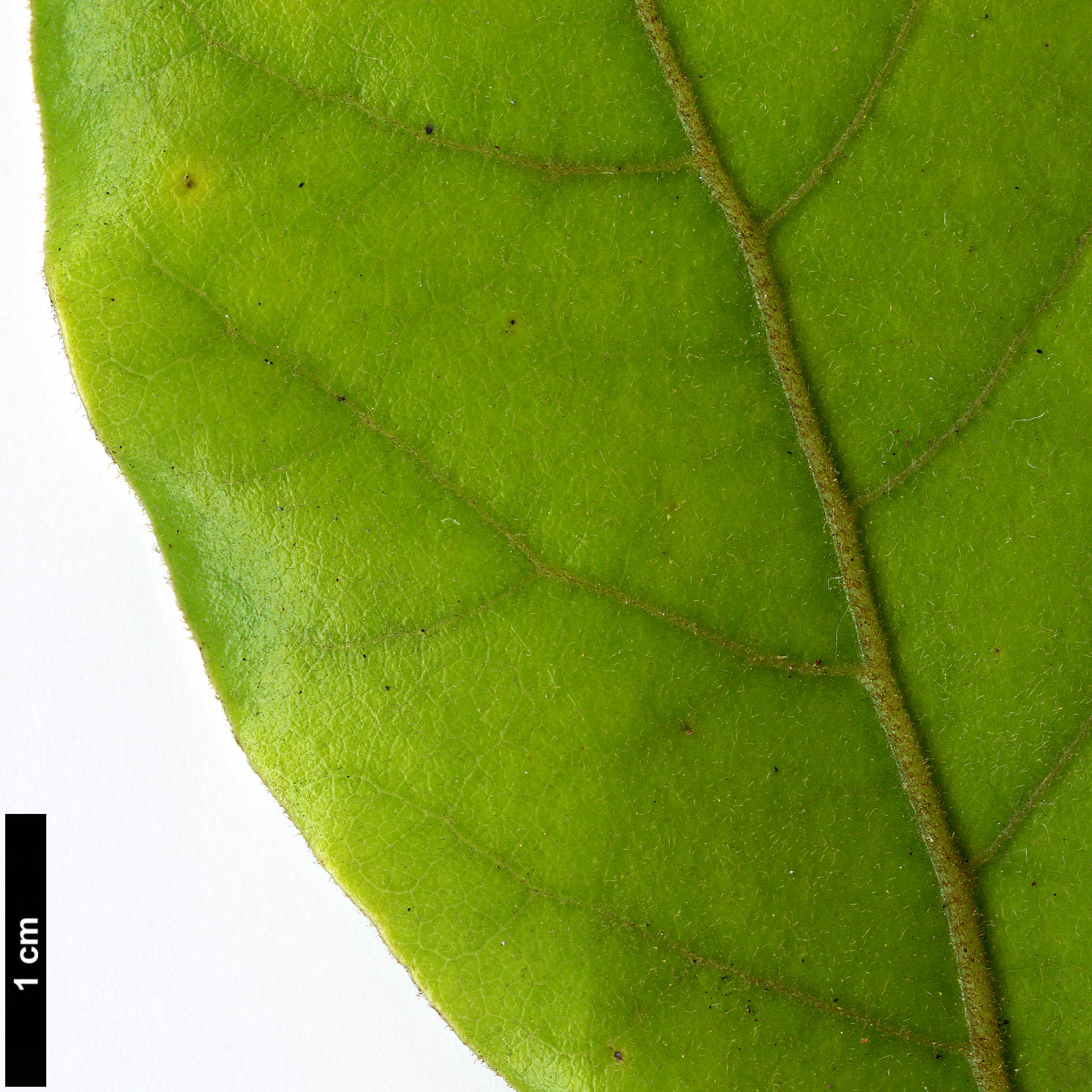 High resolution image: Family: Lauraceae - Genus: Beilschmiedia - Taxon: tarairi